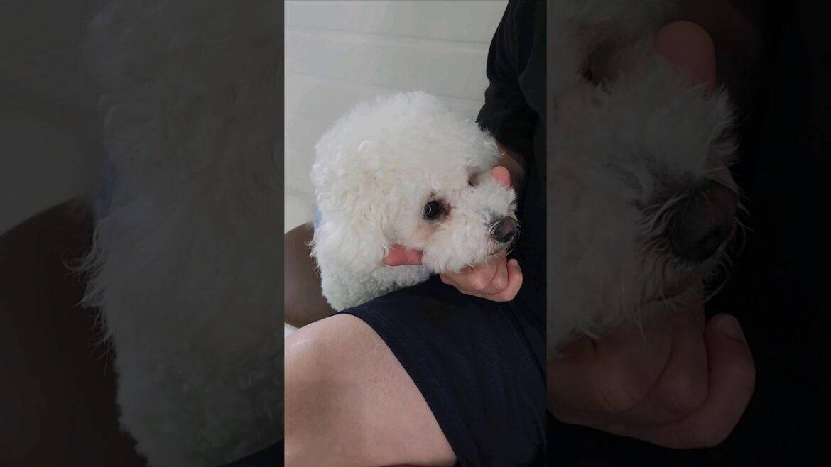 강아지 브이🐶✌️ 손이 먼저 나간 것 같은 건 기분 탓일까..? / korean dog vlog