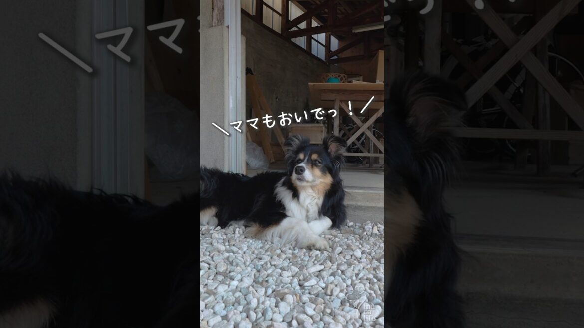 お庭の涼しい日陰で気持ち良さそうなボーダーコリー　#ボーダーコリー #dog #犬