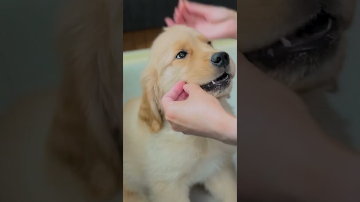 天使の歯みがき #shorts  #ゴールデンレトリバー #dog #puppy #かわいい #癒し