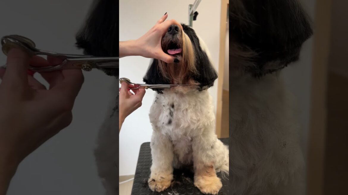 Tibetan terrier grooming