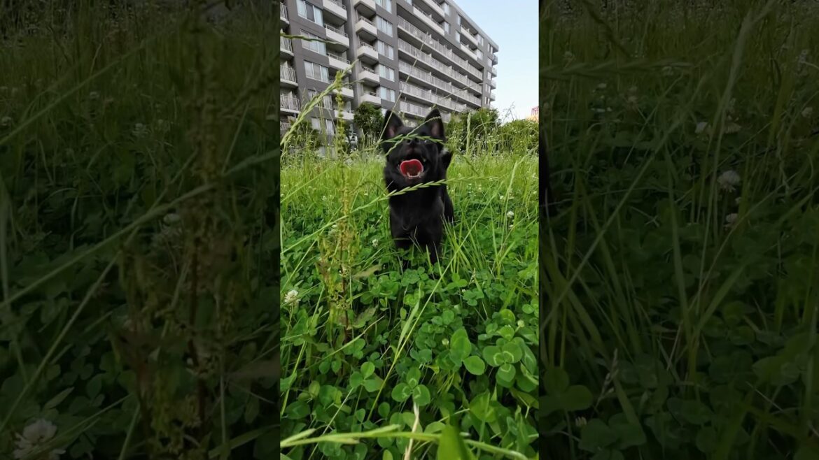 草が生い茂ってても走り回るんじゃい！　#すみぞ #スキッパーキ #チワワ #ミックス犬 #mixedbreed #schipperke #chihuahua