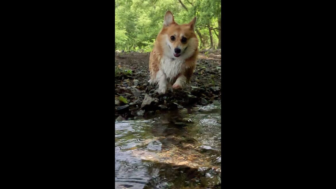嬉しそうに駆け出したコーギー / A corgi suddenly started running happily #corgi #コーギー #サクラ