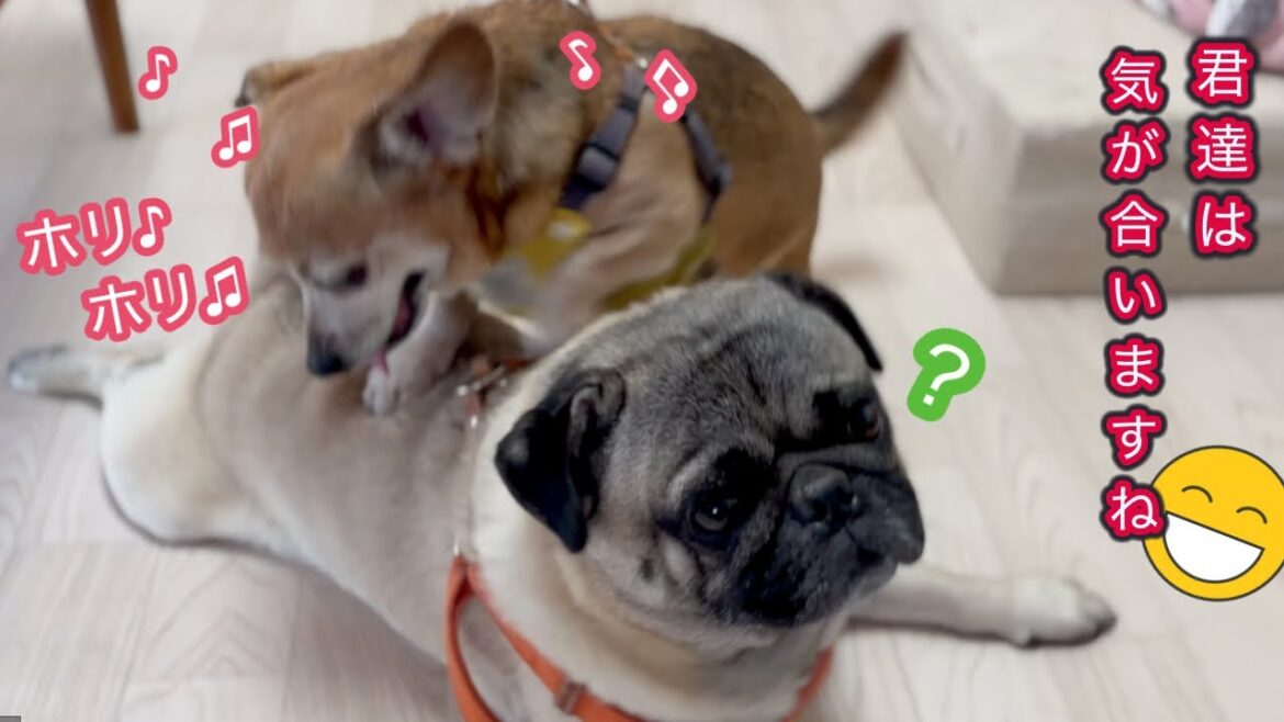 戯れ合いが止まらない😂とても気の合うパグとチワックス🐶🐶
