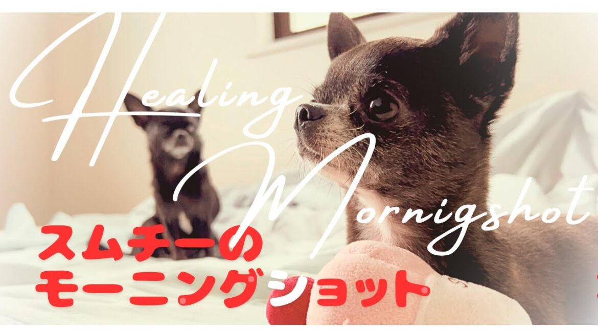 スムースチワワのモーニングショット♡ヒーリング音楽とともに♪