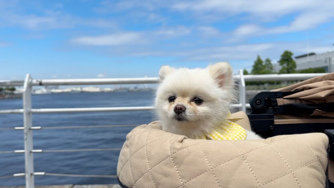 横浜とトリミングに行って来たポメラニアン