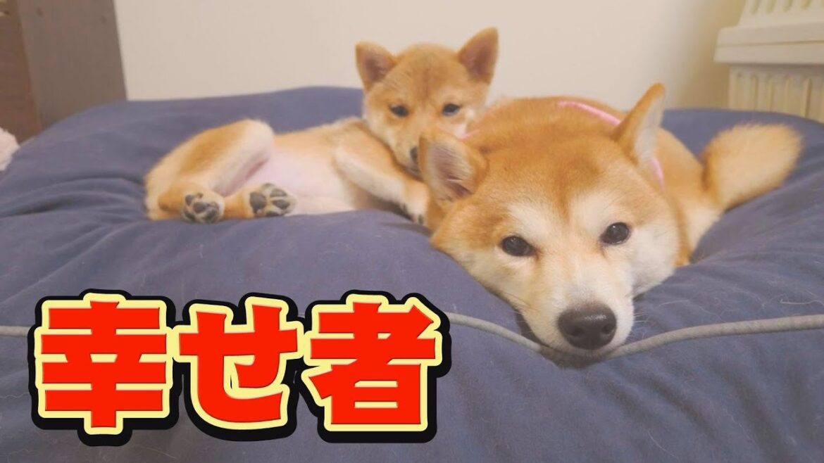 遊び盛りの子犬のサポートを、協力し合う先住犬達に感謝❤