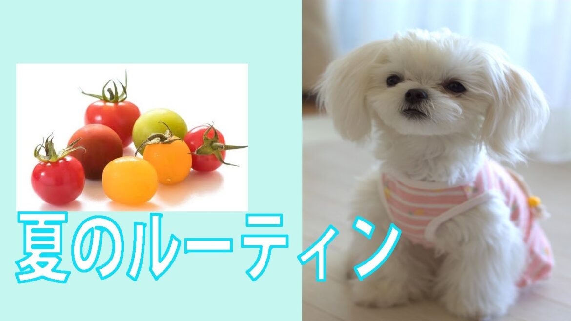 愛犬のリアルな暑い夏の一日の過ごし方【ルーティン】