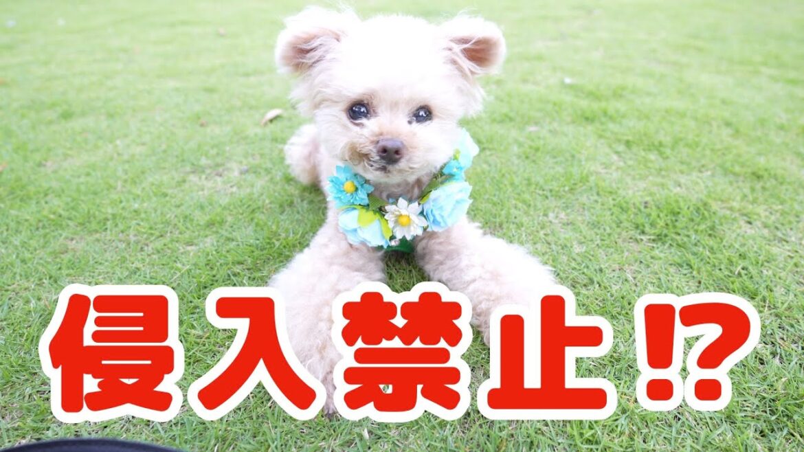 【お誕生日旅行③】まさかのドッグランが封鎖中⁉【トイプードル】