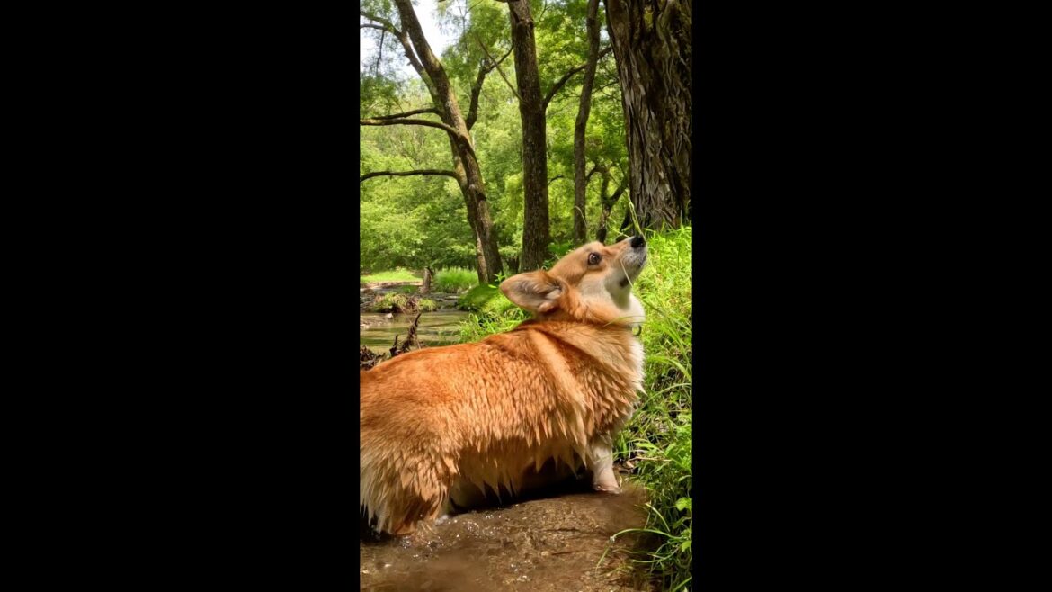 小川を歩き草の香りを楽しんだコーギー / A corgi walks along a stream and enjoys the scent of grass #corgi #コーギー #サクラ