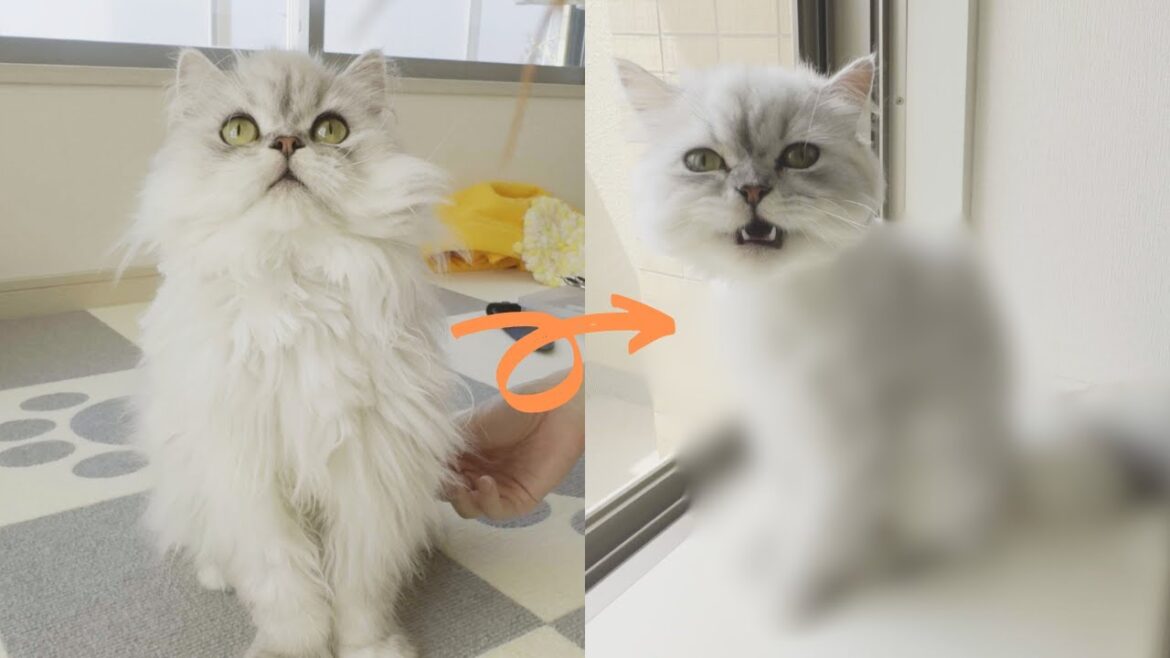 【ペルシャ猫】初めてのサマーカット～その１～
