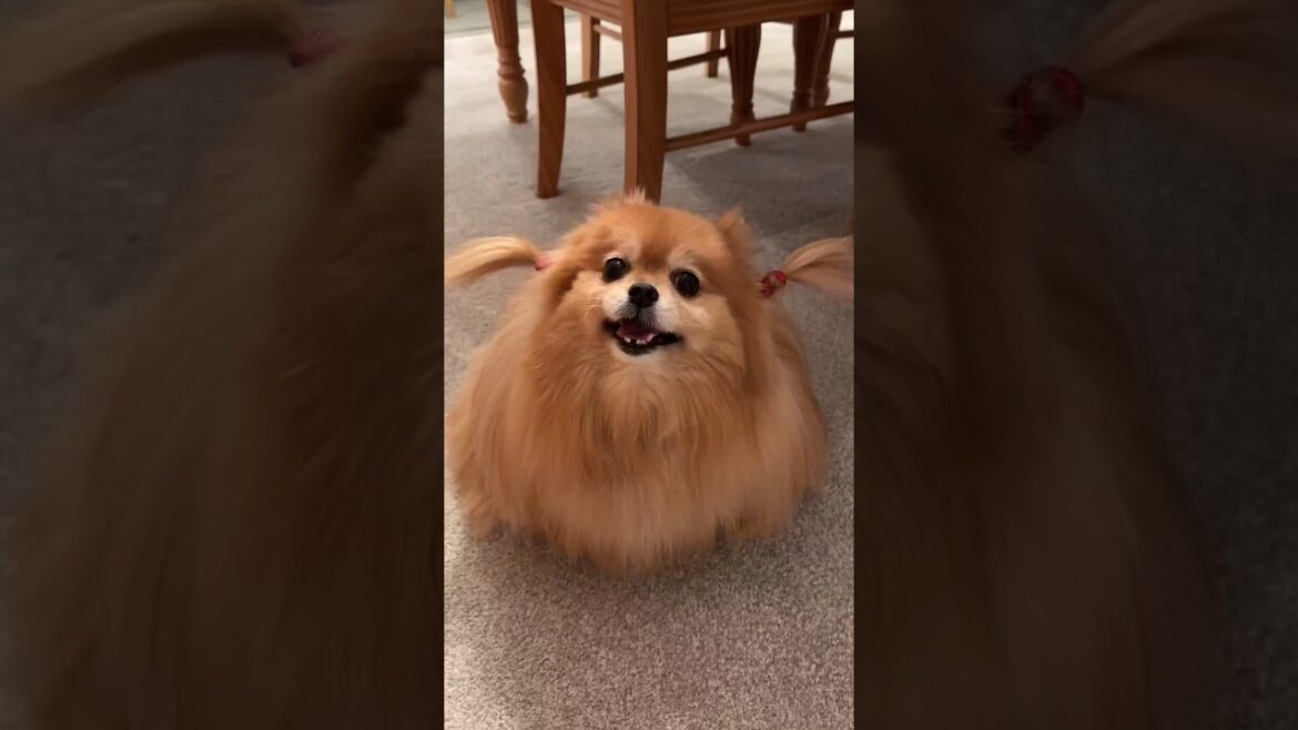 ポメラニアンさん見て癒されたら寝ろwww #動物 #犬 #2ch動物スレ