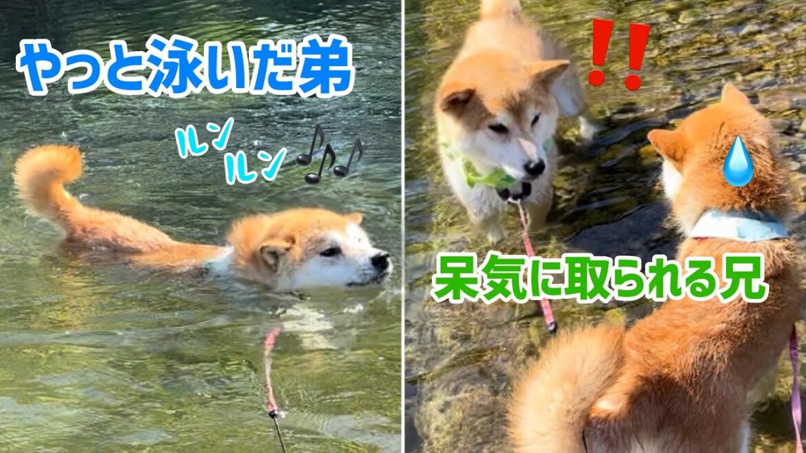 やっと泳いだ弟柴犬に付き合ってくれた兄柴犬が何か言いたげで可愛い