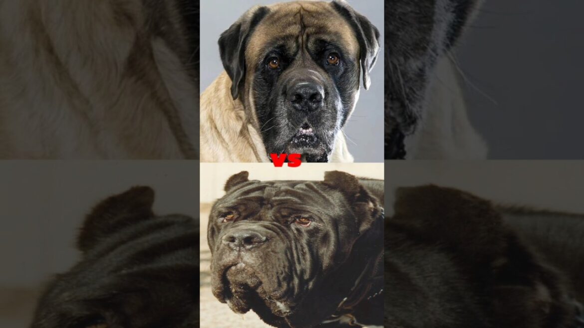 ENGLISH MASTIFF VS CANE CORSO,NEOPOLITAN MASTIFF,ROTTWEILER,TURKISH KANGAL DOG