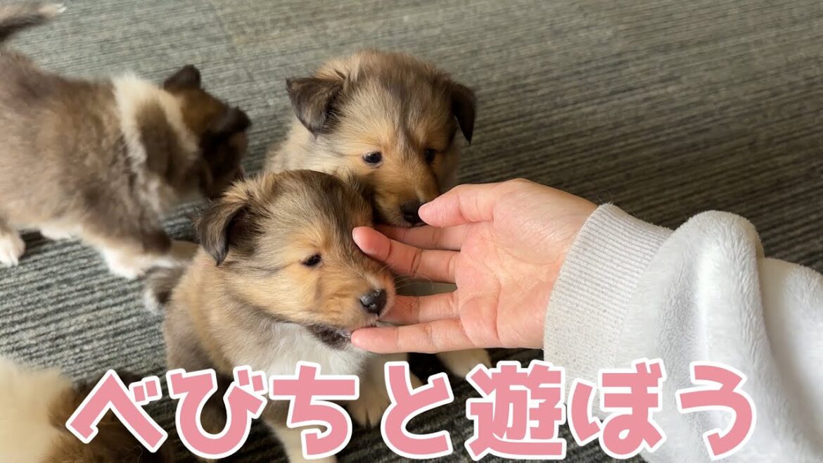 【シェルティ】べびちと遊ぼう🐾【楽しいねぇ】 【シェルティ】べびちと遊ぼう🐾【楽しいねぇ】