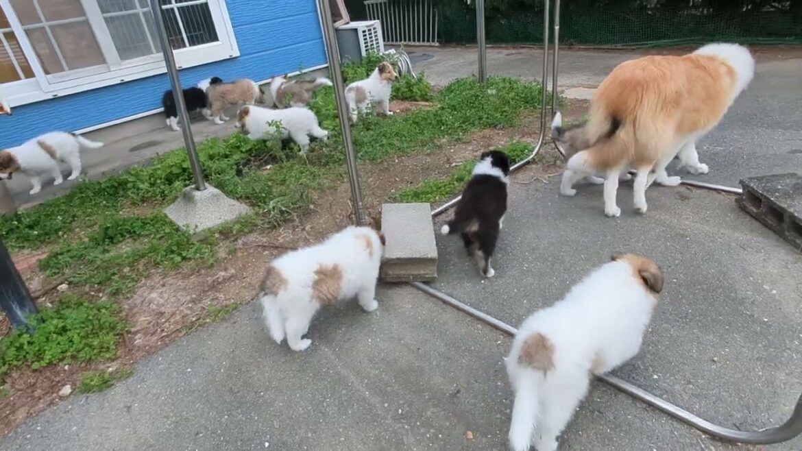 ﾗﾌｺﾘｰMotherlakecollies チコとピコの子犬達　生後54＆46日目　20240705