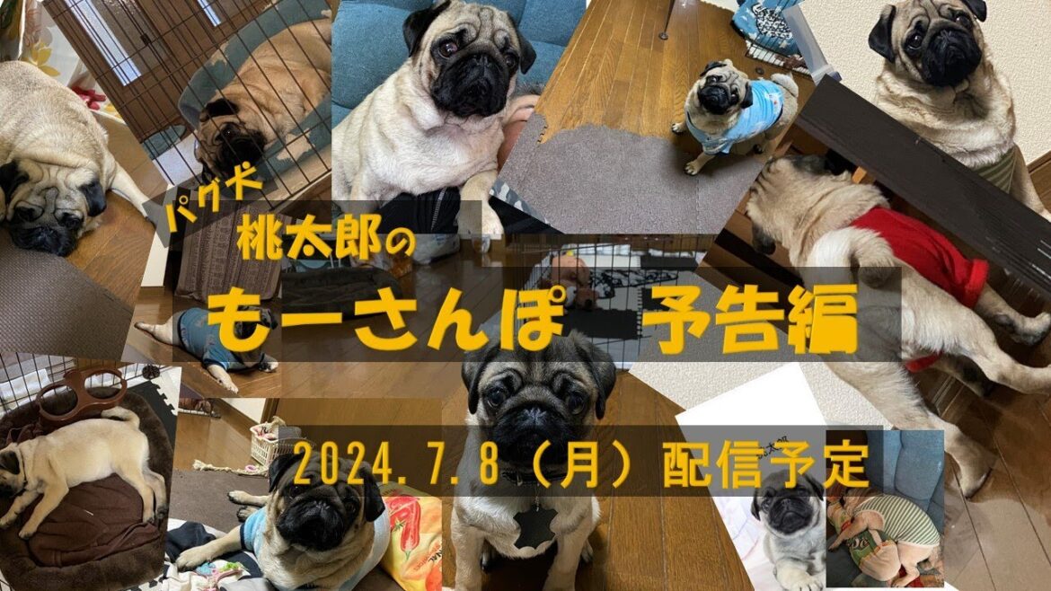 パグ犬　桃太郎のもーさんぽ　次回予告