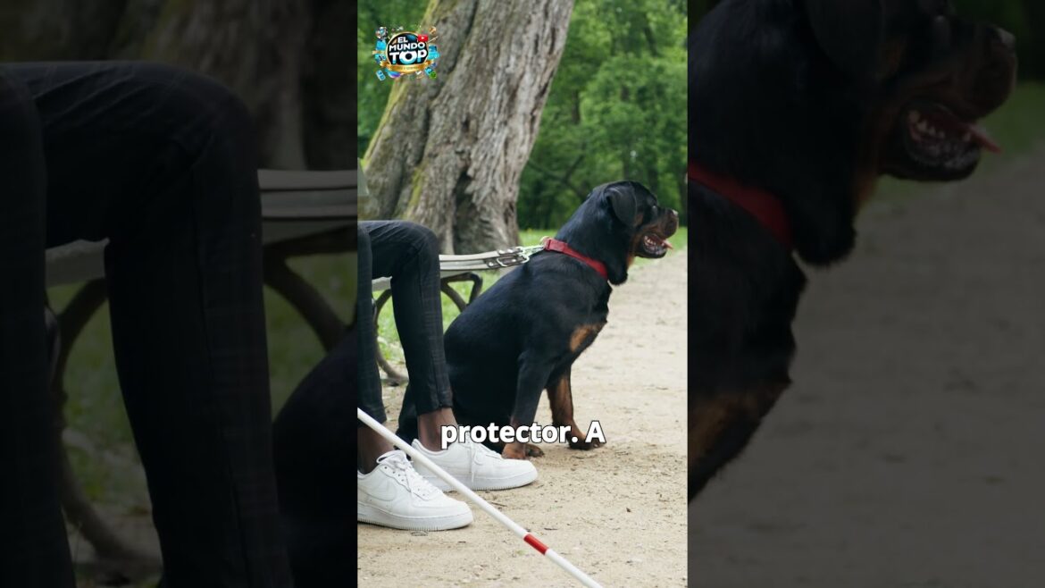 Top 10 Perros Peligrosos - PARTE 4 - Rottweiler SHORTS