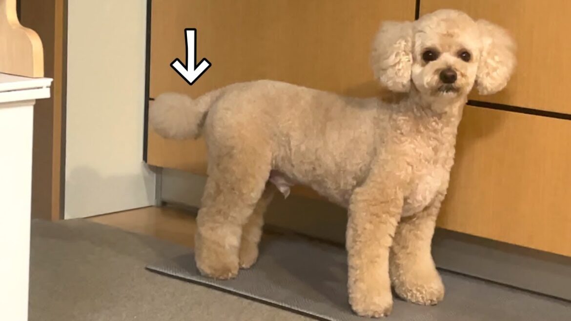 怒られた時の反応がわかりやすいｗ大きいトイプードル【デカプー】【トイプードルのロアくん】