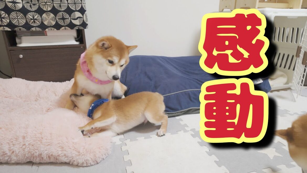 子犬を我が子のように大切にする姉柴犬が、兄柴犬の行動に激怒しました・・・