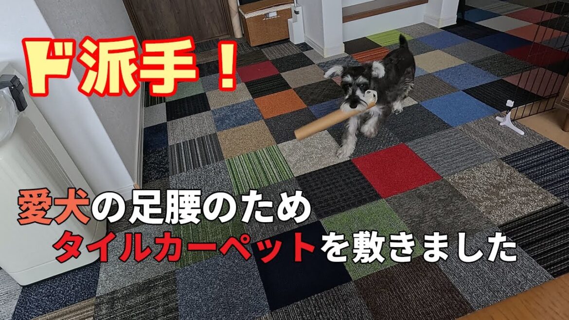 愛犬の滑り防止のため”ド派手”タイルカーペットを敷きました【ミニチュアシュナウザー】