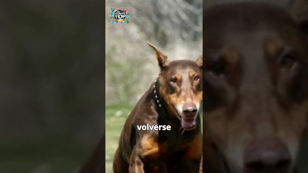 Top 10 Perros Peligrosos - PARTE 3 - Doberman SHORTS