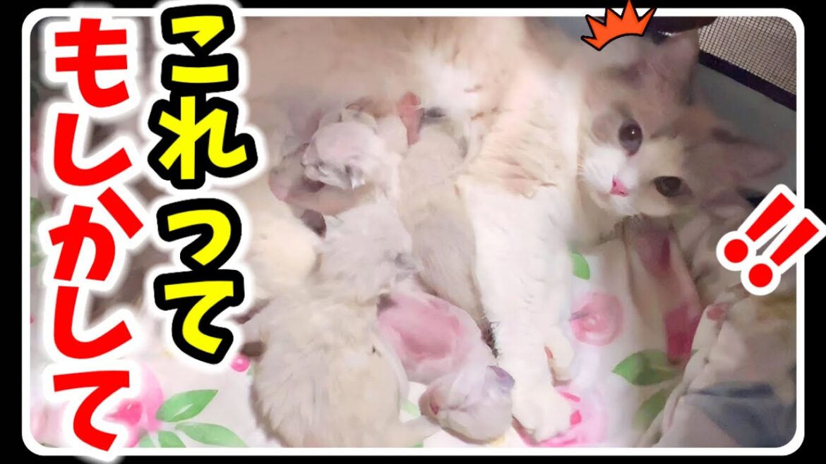 ちび猫ラグドールが産んだ生後10日の7つ子子猫達に凄い変化が現れました!【7つ子生後10日&11日】#猫 #子猫 #ラグドール ちび猫ラグドールが産んだ生後10日の7つ子子猫達に凄い変化が現れました!【7つ子生後10日&11日】#猫 #子猫 #ラグドール