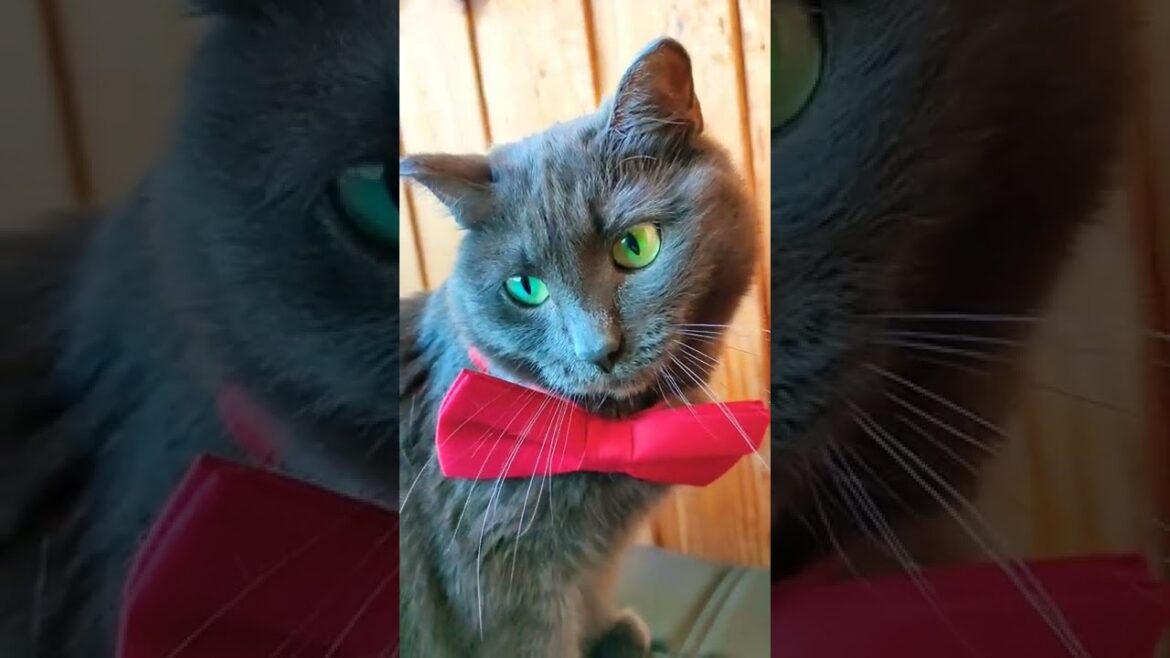 КОШКА КОРАТ ПОЗИРУЕТ/KORAT CAT/CHATS КОШКА КОРАТ ПОЗИРУЕТ/KORAT CAT/CHATS
