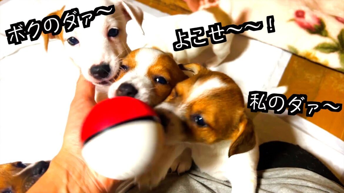 【ジャックラッセルテリア】ボール大好き仔犬ちゃんが大興奮！？あれ？ボールではなく人が大好きなのか？「動物癒し動画にくきゅう」