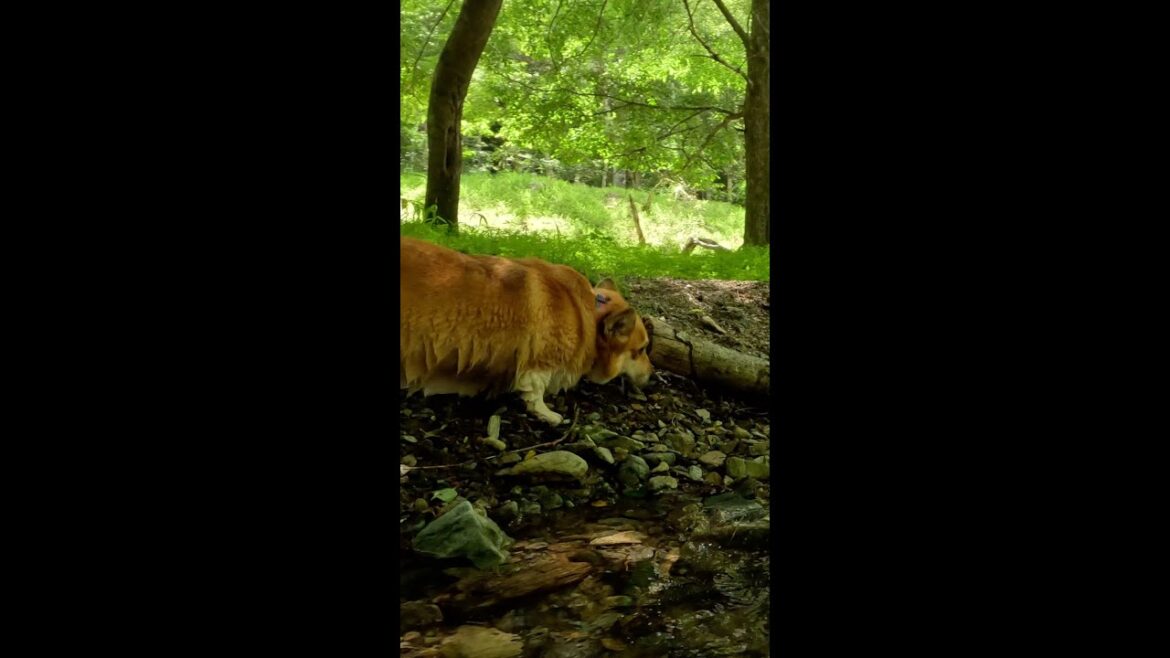 流木の匂いを嗅ぎにいくコーギー / Corgi going to smell driftwood #corgi #サクラ #コーギー