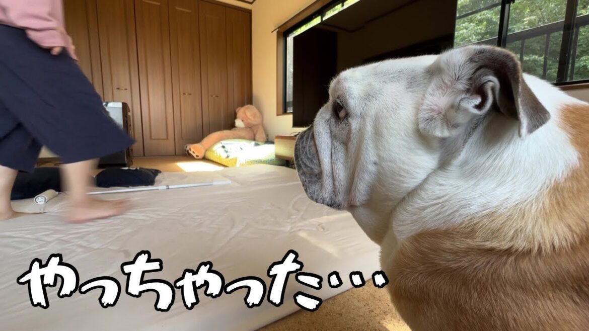 久々のおしっこ失敗!「次は成功させる」と決意した兄犬の行動が賢すぎた! 久々のおしっこ失敗!「次は成功させる」と決意した兄犬の行動が賢すぎた!