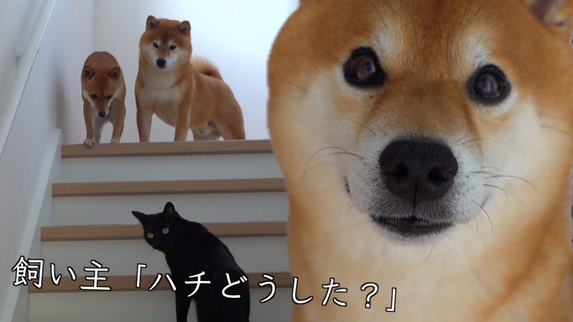 苦手な階段を何度も登る柴犬、子猫のためかと思ったら…