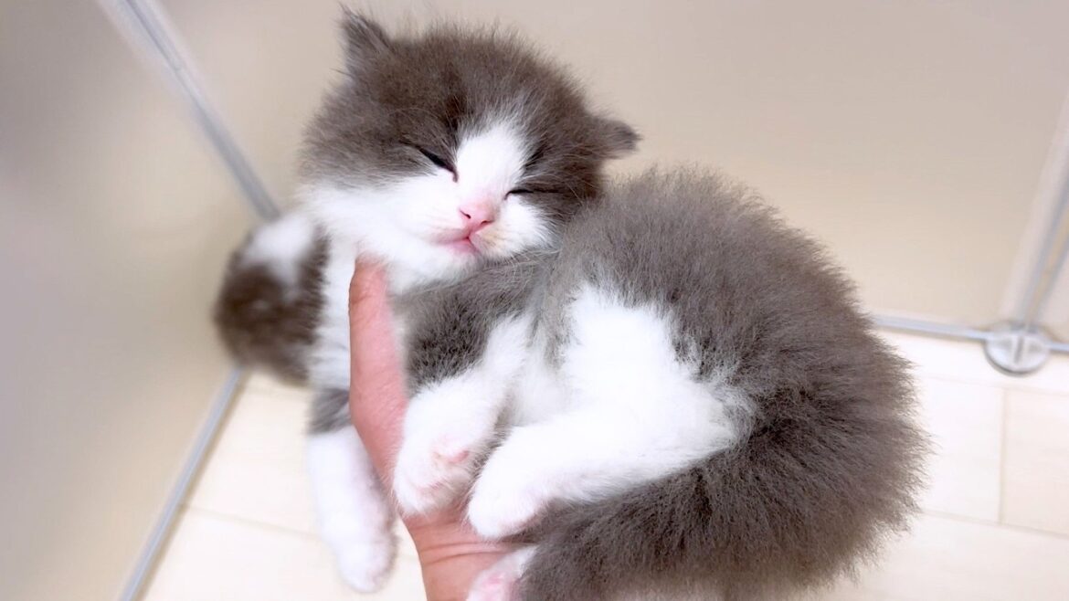 【マンチカンの子猫】まさかの手の上で寝る子猫が発見された件 ～猫のいる生活Vol.984～出産動画 マンチカン短足・ミヌエット・ペルシャ猫専門ブリーダー『ペット蔵人』【子猫の成長記録】