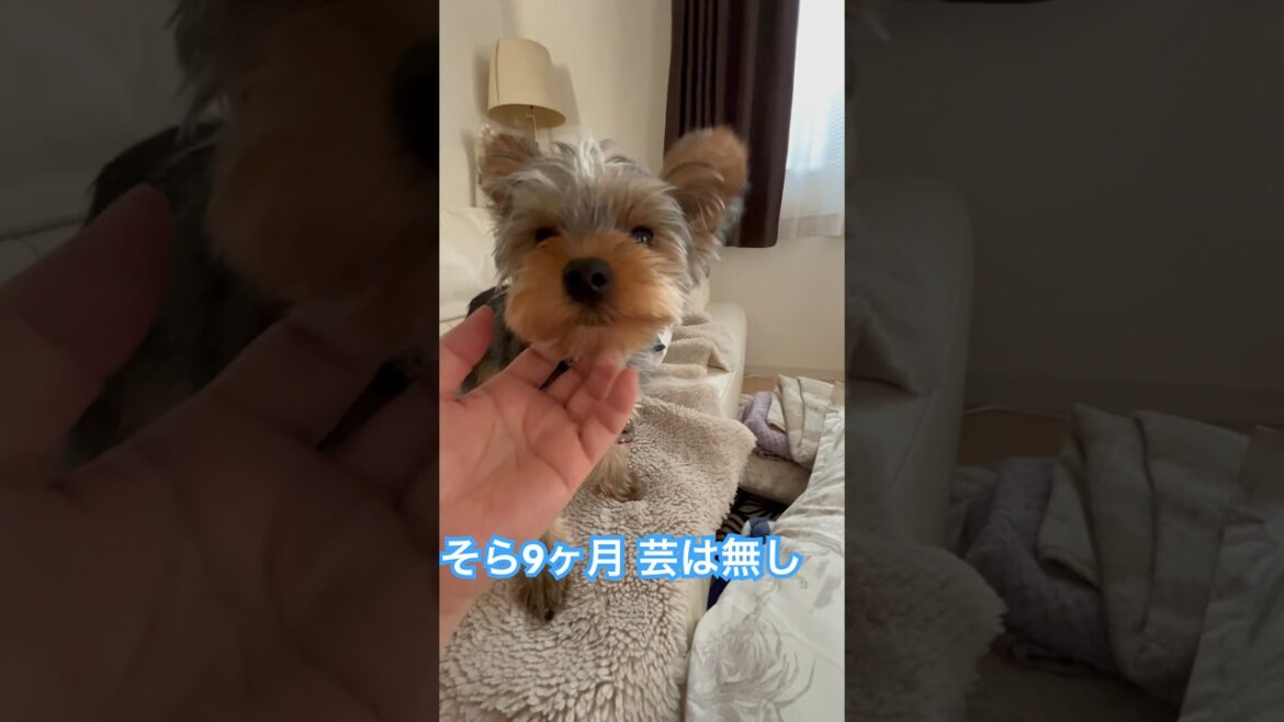 お手も覚える気がないヨークシャーテリア #ヨーキー #生後9ヶ月 #そら