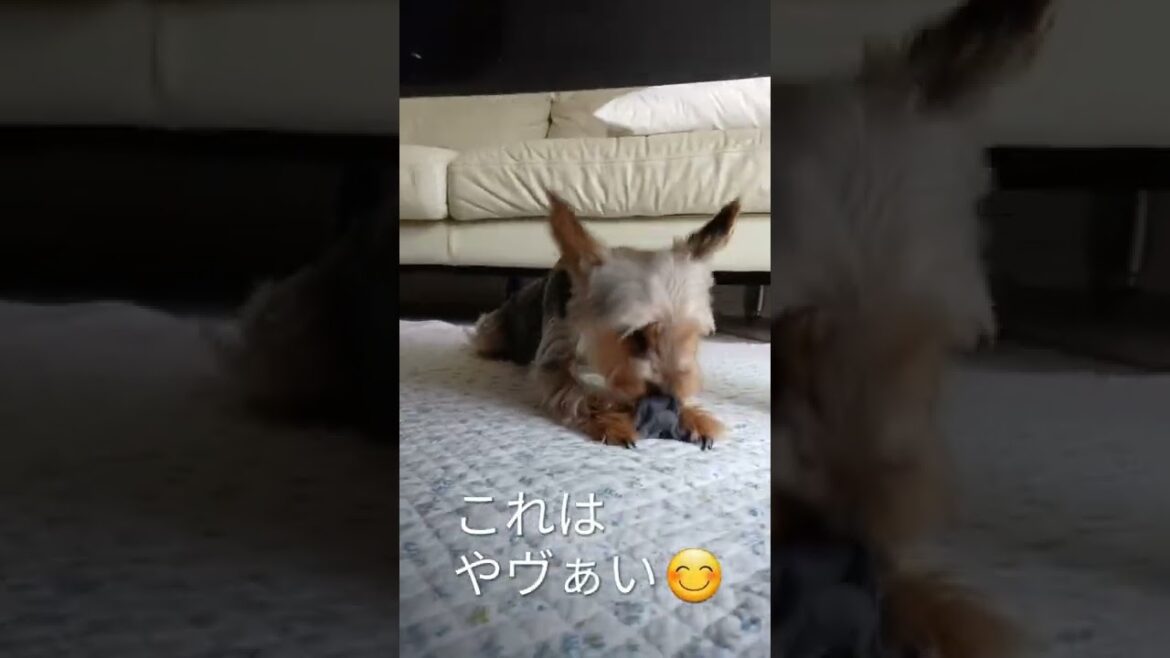 ヨークシャテリアがしてること、それなに?#shorts ヨークシャテリアがしてること、それなに?#shorts