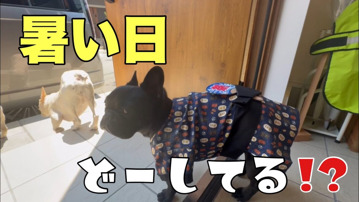暑すぎる～💦そんな休日のフレブル6兄弟はどうしてる⁈