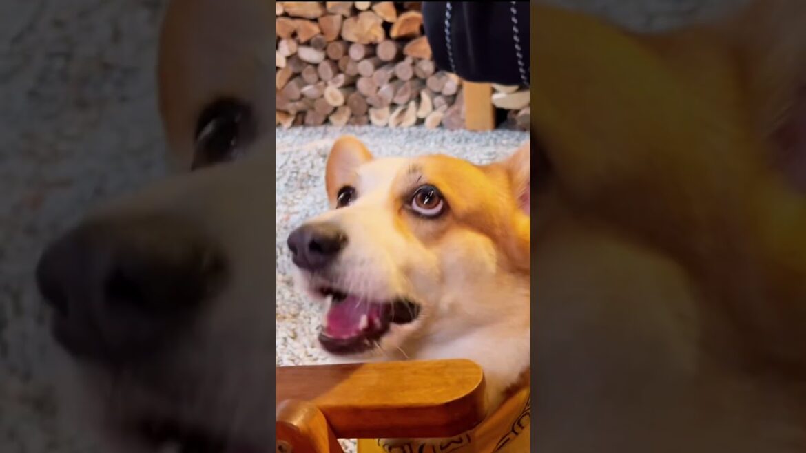 おやまのコーギーcorgi犬 はたらくコーギー#コーギー #corgi #コーギーおしり #コーギー犬 #shorts