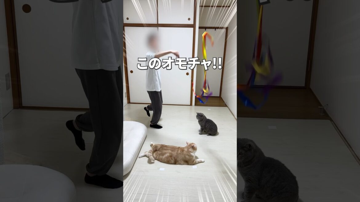 #cat #猫が好き #猫のいる暮らし #ブリティッシュショートヘア #ねこ #スコティッシュフォールド #可愛い猫 #猫好きさんと繋がりたい #猫 #猫のおもちゃ
