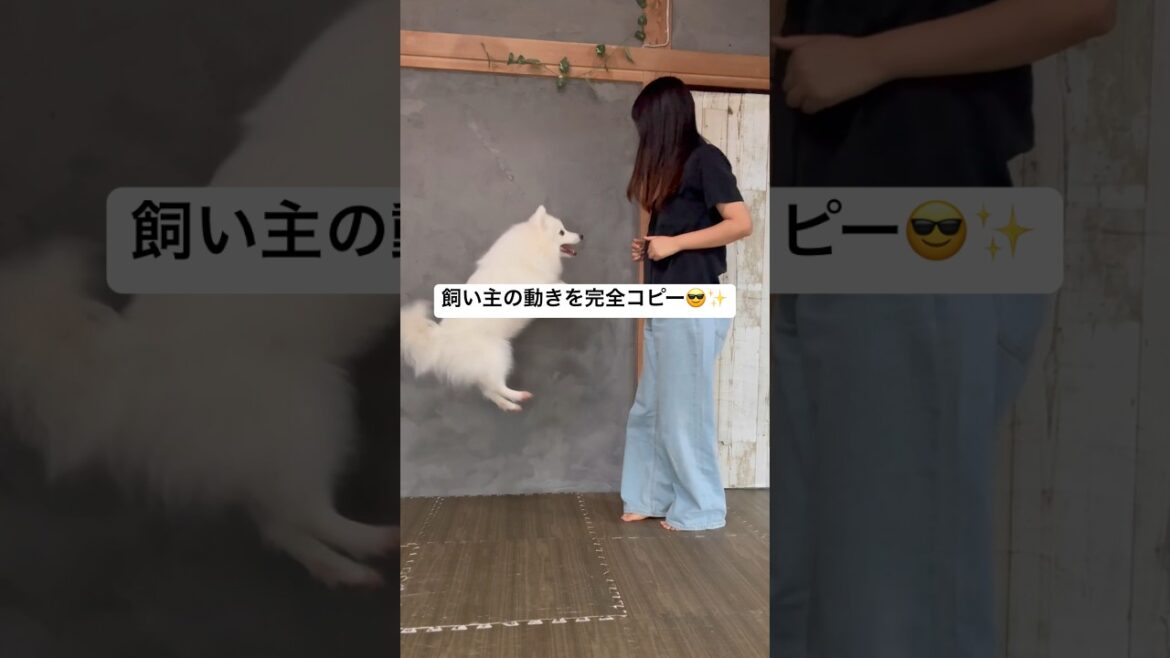 飼い主の動きを完全コピー😎✨　#日本スピッツ #犬