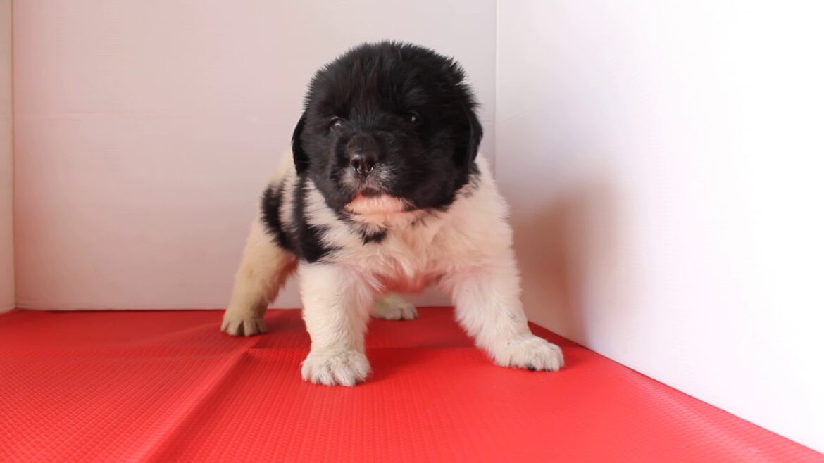 ニューファンドランドの子犬（2018/9/1生）女の子④　埼玉県(関東)ブリーダーで見学できます。【子犬販売スマイルわん】