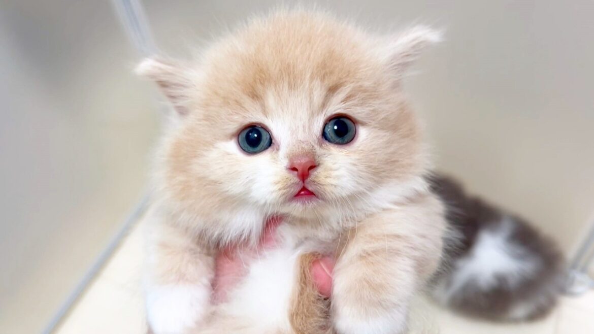 【マンチカンの子猫】子猫の抱っこ耐久テストの続きをしてみた件 ～猫のいる生活Vol.985～出産動画 マンチカン短足・ミヌエット・ペルシャ猫専門ブリーダー『ペット蔵人』【子猫の成長記録】