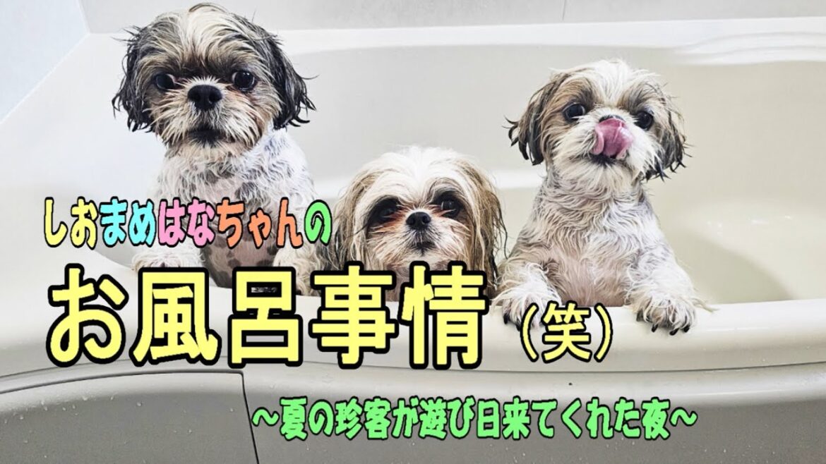【シーズー】しおまめはなちゃんのお風呂事情（笑）夏の珍客現る！日常#多頭飼い#愛犬との暮らし#可愛い犬