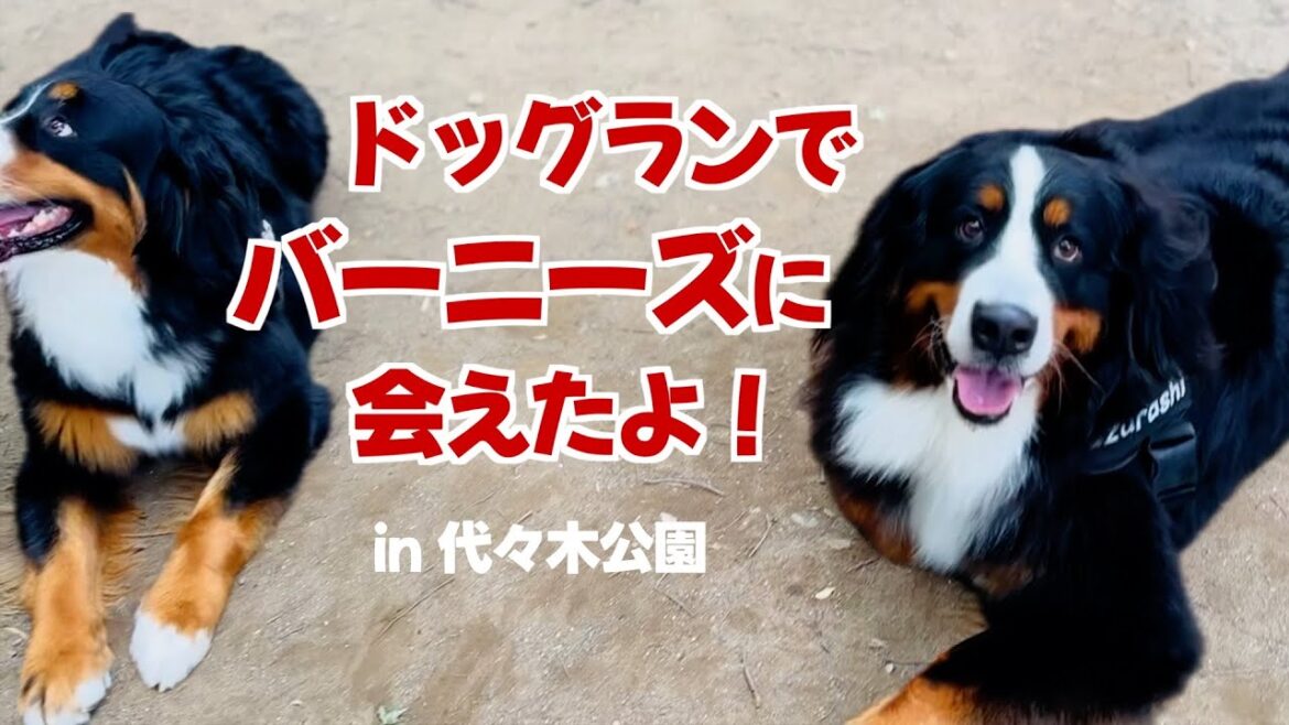 仲良くなれるかな？！代々木公園で出会ったバーニーズマウンテンドッグ