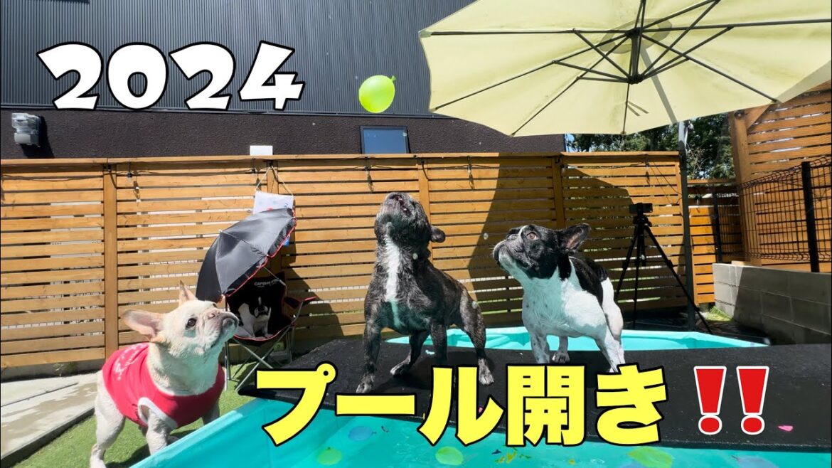 今年もついにデカプール登場！6兄弟のプール遊びが楽しすぎるｗ(水中映像もあるよ)