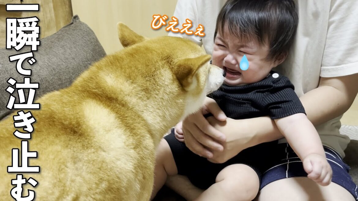 泣いてる赤ちゃんが一瞬で泣き止む柴犬流のあやし方がすごい