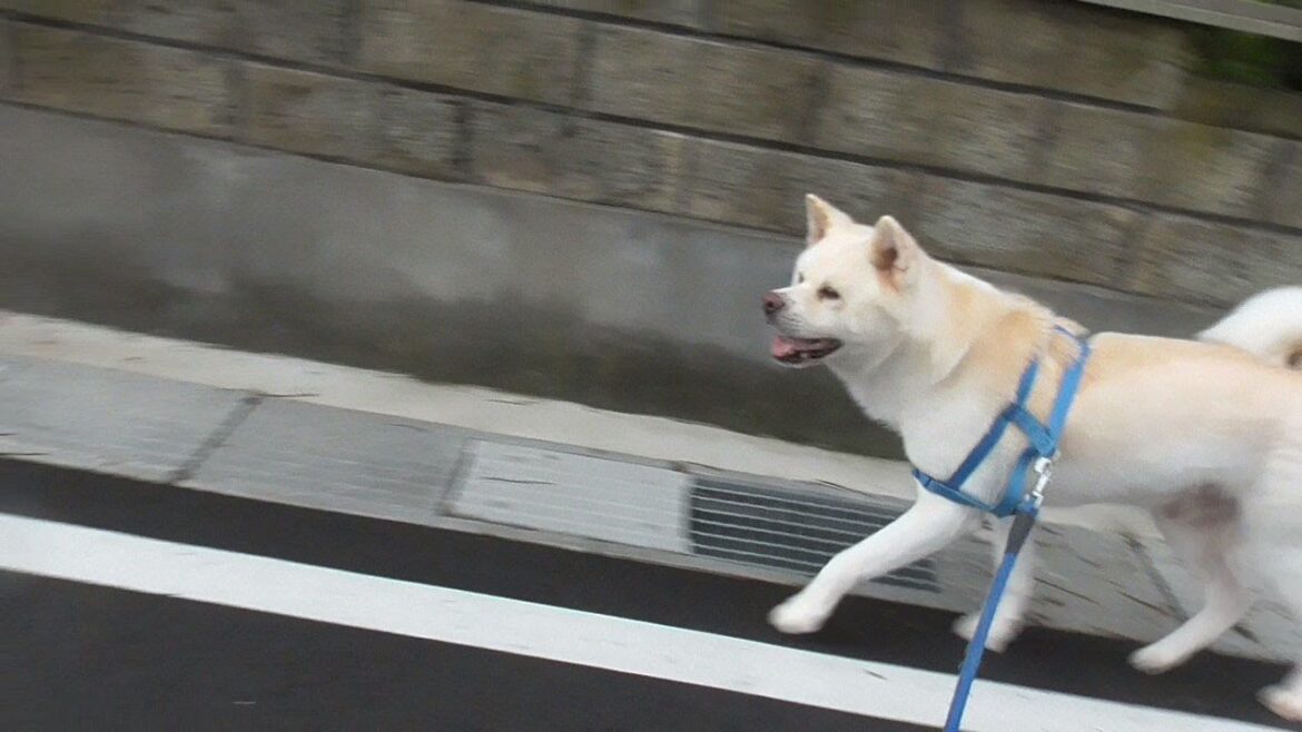【秋田犬ゆうき】暑い夕方のお散歩は適当にするので朝のお散歩で今日の体力を使いきる【akita dog】