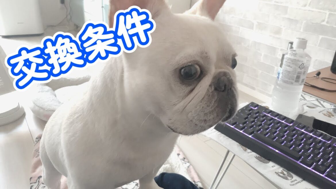 ギャラがないと何もやらせてくれない人【フレンチブルドッグ frenchbulldog】