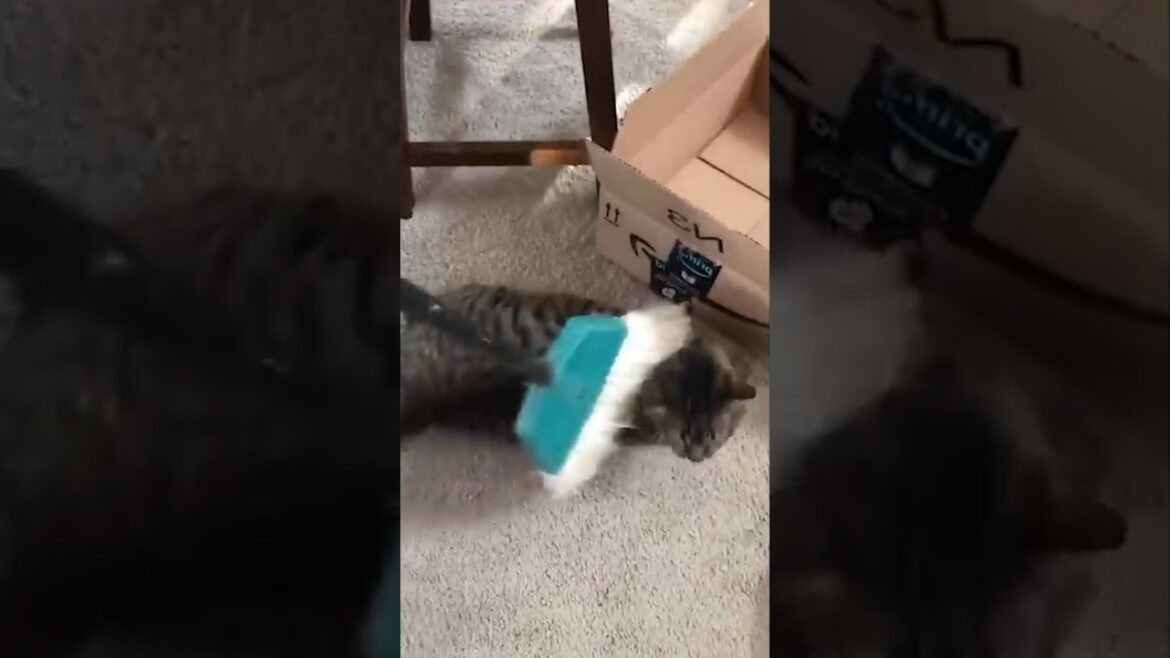 Cat loves being swept #cat #dog #pets