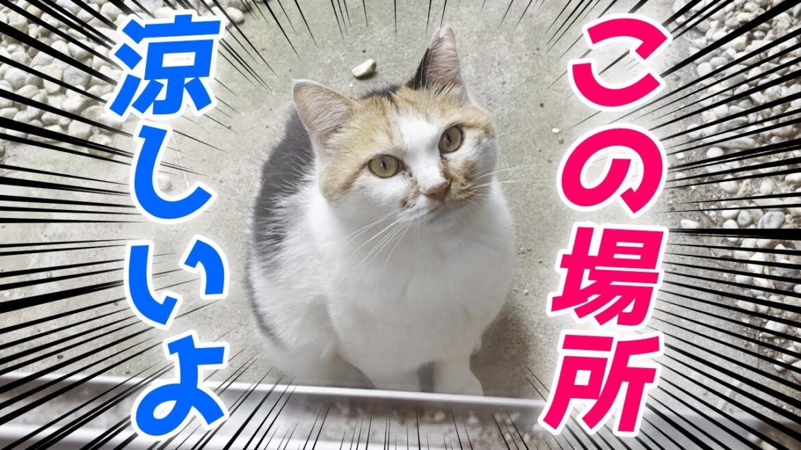暑い日でも三毛母猫と旦那さんは涼しい場所を知っています…♡[三毛猫夫婦]
