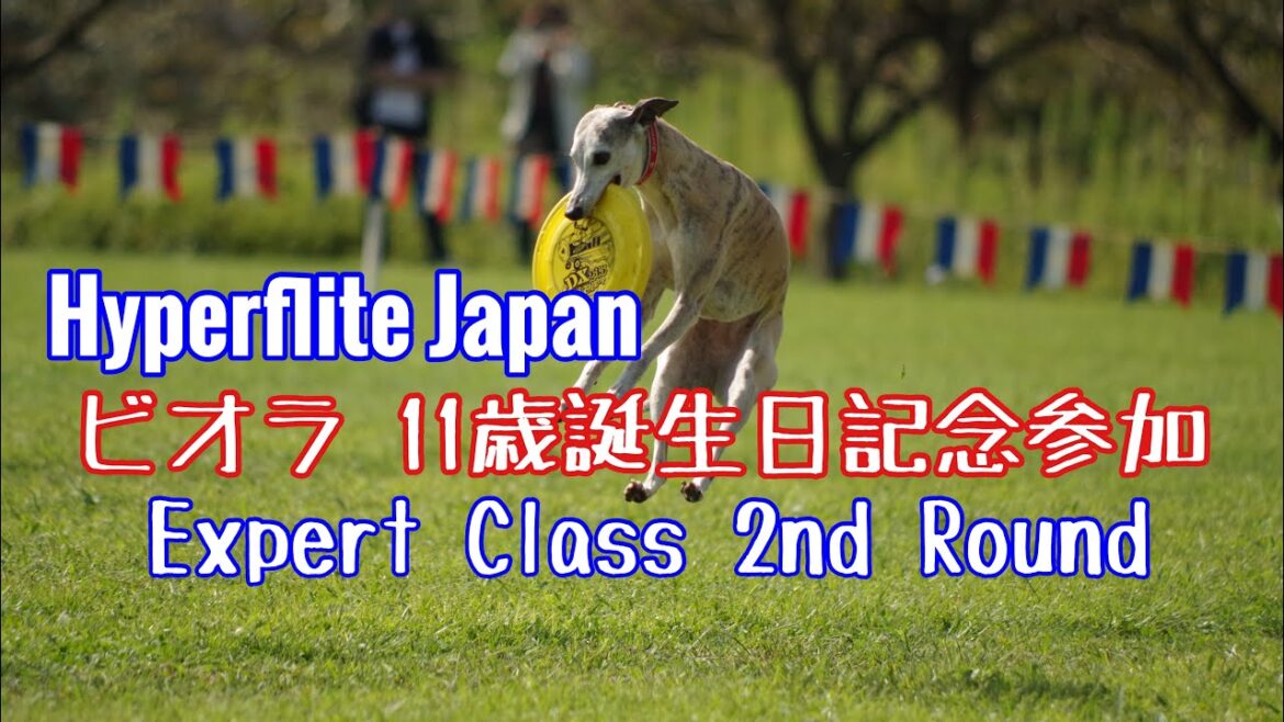 【ウィペット】ビオラ 11歳誕生日記念参加 Hyperflite Japan エキスパート2R 2020.09.22