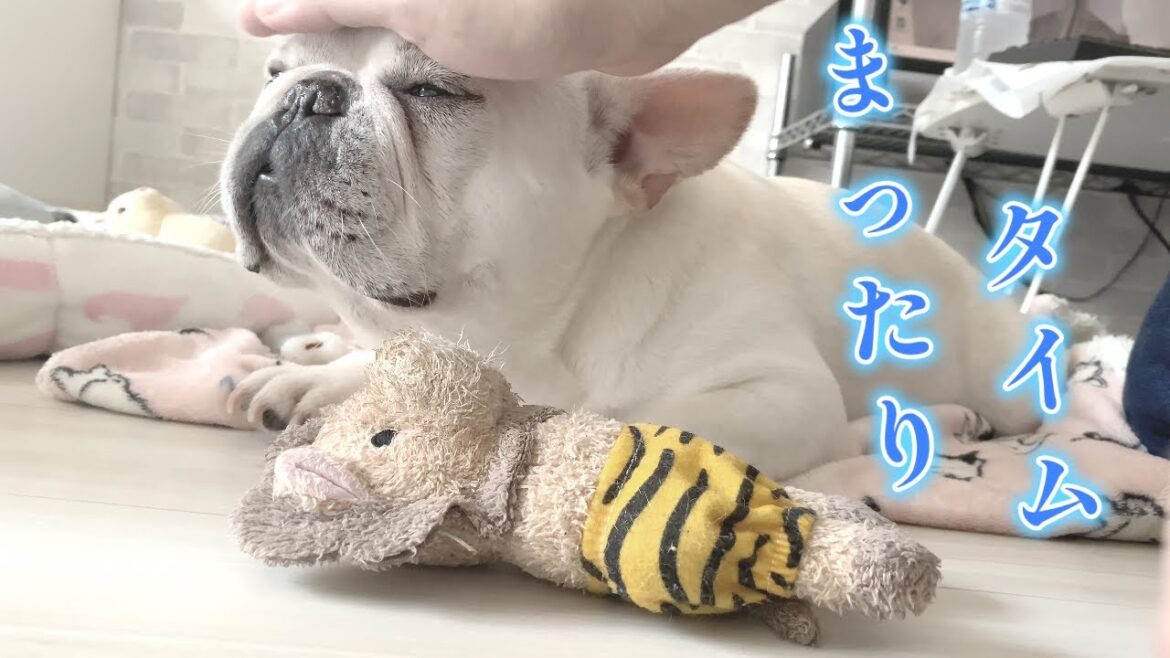 朝はのんびりまったり時間【フレンチブルドッグ frenchbulldog】